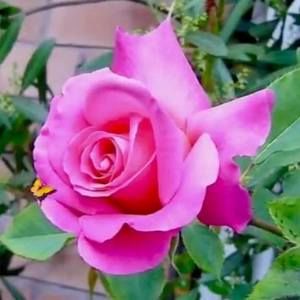 Meet your Posher, Carmen lydia